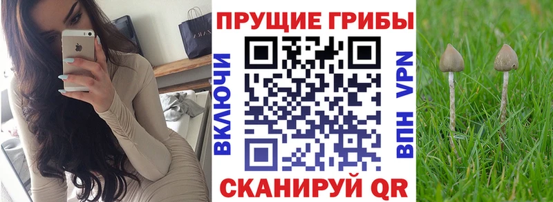 omg рабочий сайт  Моздок  Псилоцибиновые грибы GOLDEN TEACHER 