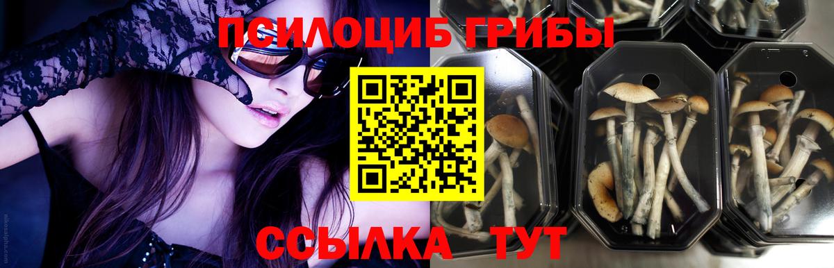 Псилоцибиновые грибы MAGIC MUSHROOMS  Вход с VPN  цены   Моздок 
